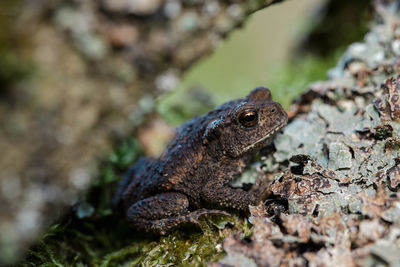 Close-up of frog on rock