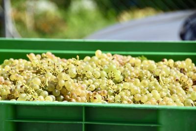 Close-up of grapes on a cart