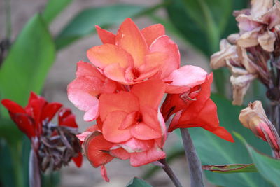 Close-up of flowers blooming outdoors