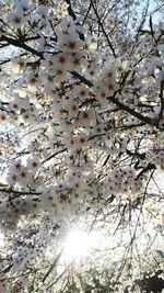 Low angle view of tree against sky