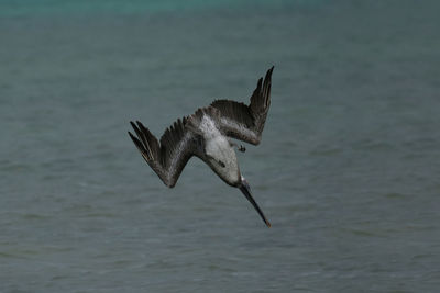 Seagull flying over sea