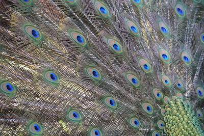 Close-up of peacock feathers