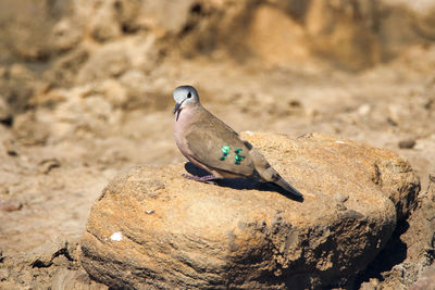 Close-up of bird perching on rock