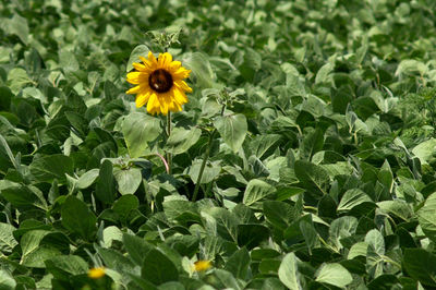 Close-up of yellow flowering plant on field