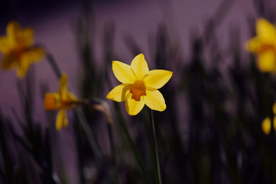 Close-up of yellow daffodil flower