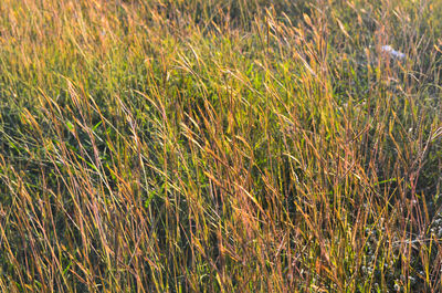 Full frame shot of grass on field