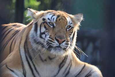 Close-up of a tiger