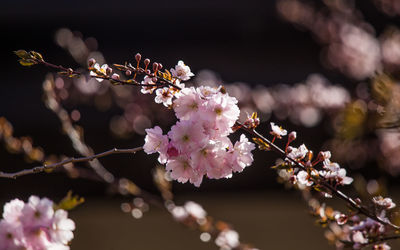 Close-up of pink flowers on branch