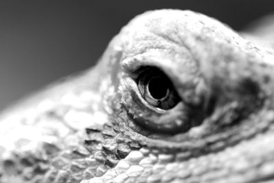 Close-up portrait of lizard