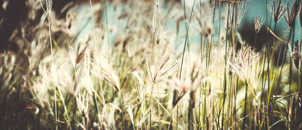 Close-up of wheat growing in field