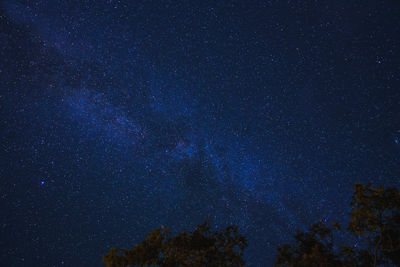 Low angle view of trees against sky at night