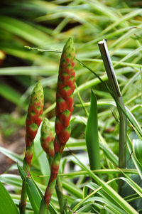 Close-up of fresh green plant in field