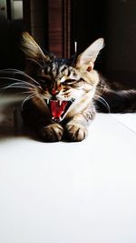 Portrait of cat relaxing at home