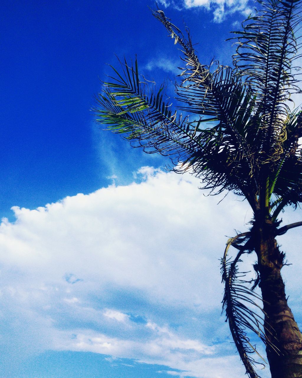 low angle view, palm tree, sky, growth, tree, cloud - sky, blue, nature, tranquility, cloud, beauty in nature, silhouette, palm leaf, scenics, tree trunk, outdoors, no people, cloudy, day, leaf