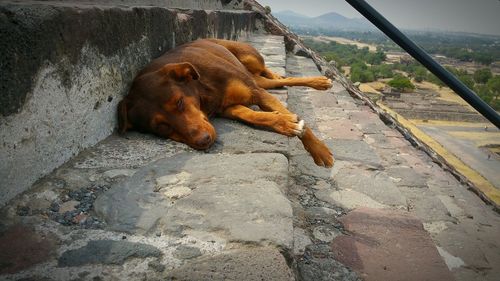 Stray dog sleeping on steps