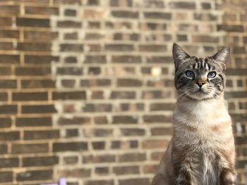 Portrait of a cat against neutral background