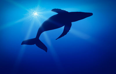 Low angle view of whale swimming in blue sea during sunny day