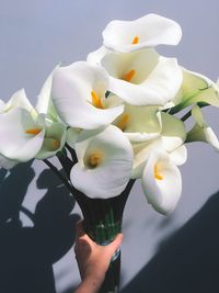 Close-up of hand holding white flowers