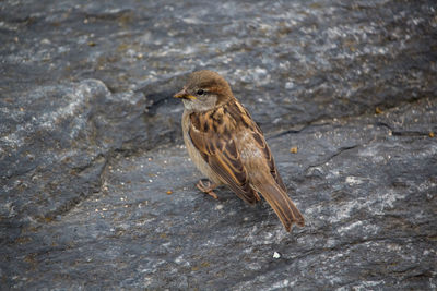 High angle view of bird