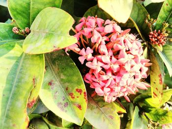 Close-up of pink flowers