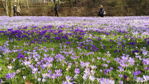 Purple crocus flowers blooming on field