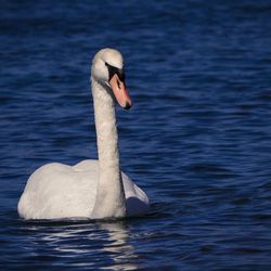 Swan swimming in lake