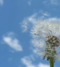 Close-up of dandelion against sky