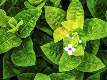 High angle view of flowering plant leaves