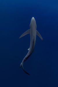 View of shark in sea