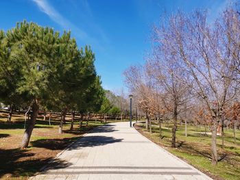 Road amidst trees against blue sky