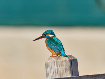 Common kingfisher, alcedo atthis, in the marsh of the albufera of valencia, spain