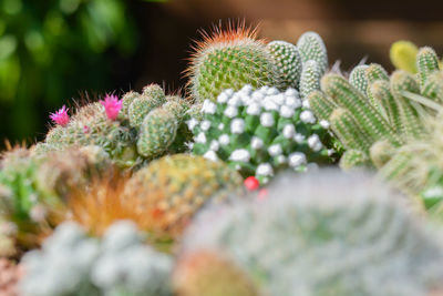 Group of cactus growth in ceramic flower pot decoration in garden.