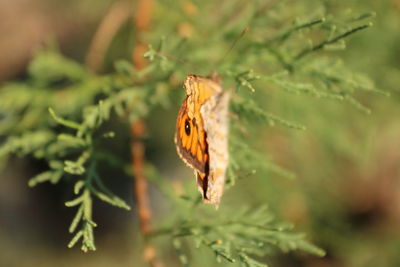 Close-up of butterfly on leaf