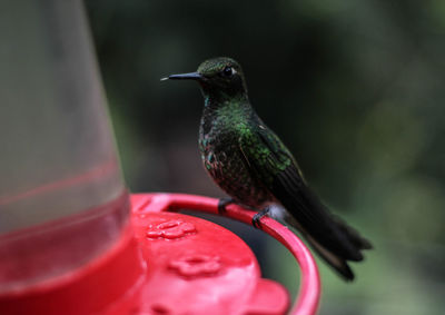 Close-up of bird perching on feeder