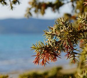 Close-up of juniper tree branch against sea and sky