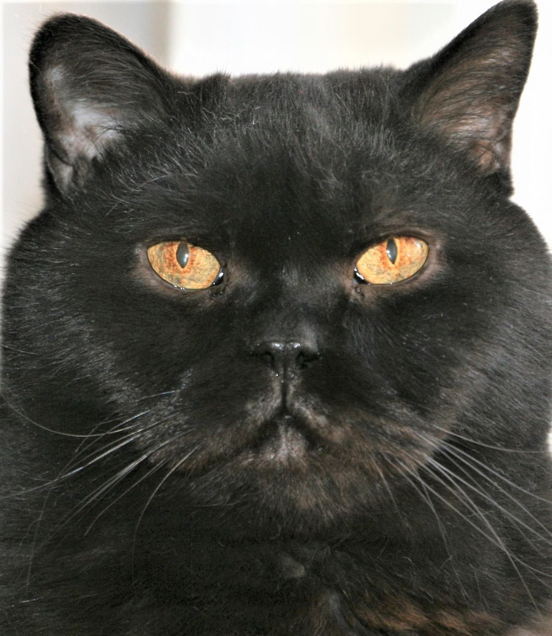 cat, pet, animal, animal themes, black cat, mammal, domestic cat, one animal, feline, domestic animals, black, whiskers, portrait, animal body part, looking at camera, close-up, small to medium-sized cats, felidae, domestic long-haired cat, no people, animal hair, carnivore, animal head, indoors