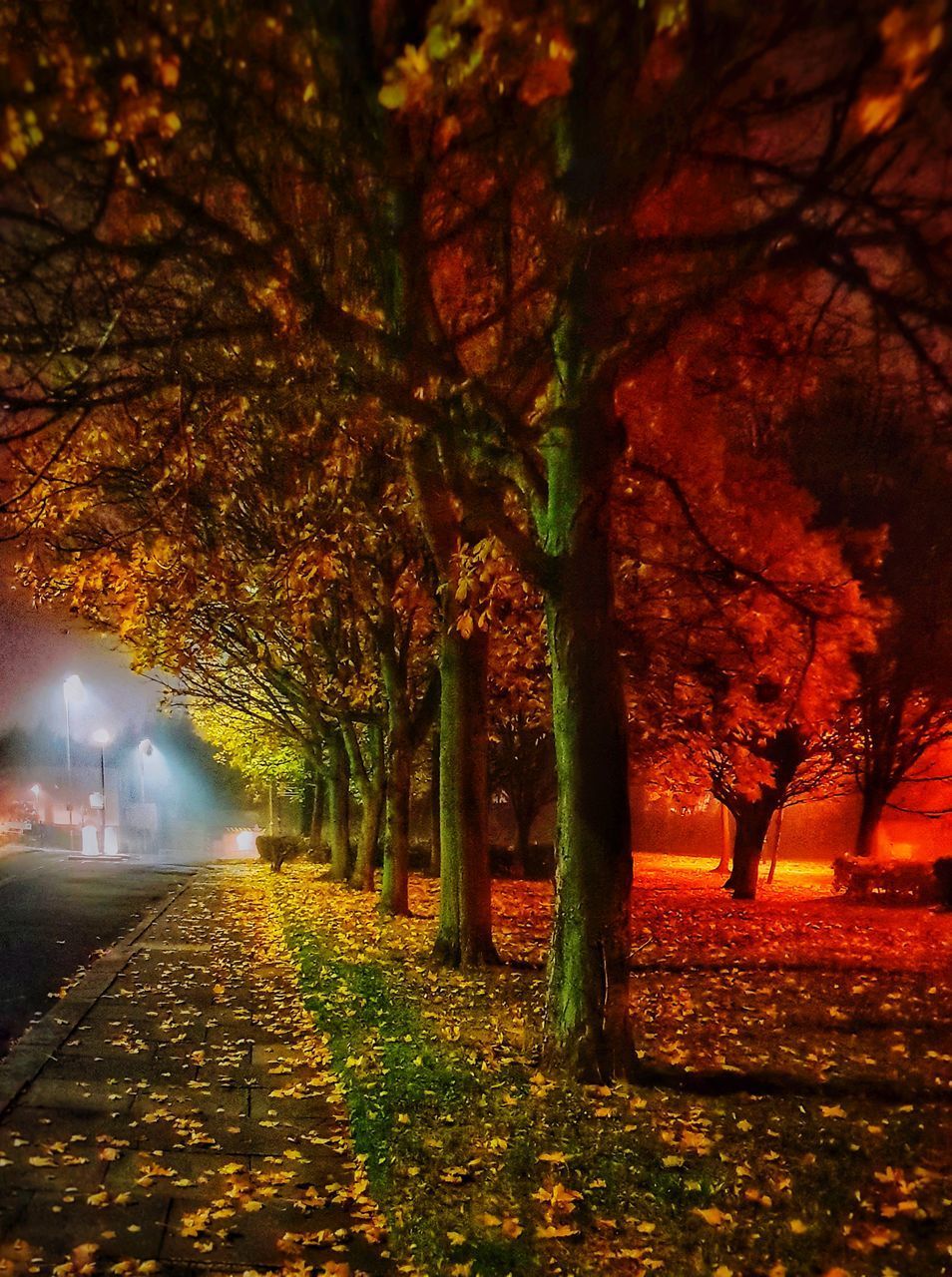 TREES BY FOOTPATH DURING AUTUMN