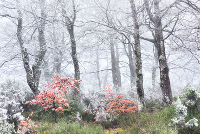 Frozen and foggy beech forest