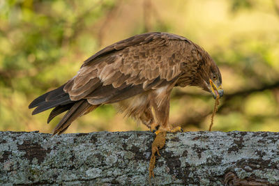 Steppe eagle perched on branch eating prey