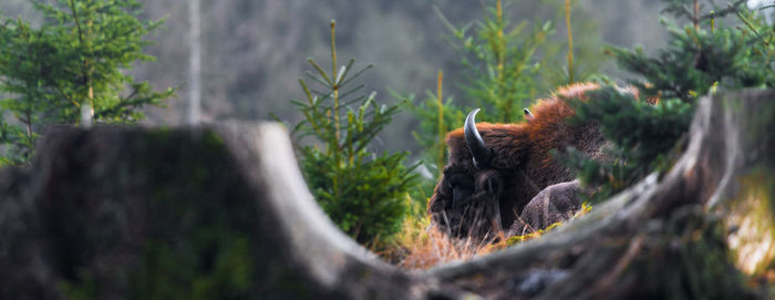 View of an animal relaxing on tree trunk