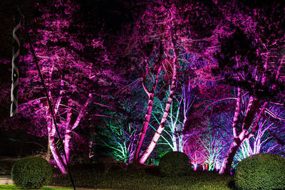 Illuminated trees in garden at night