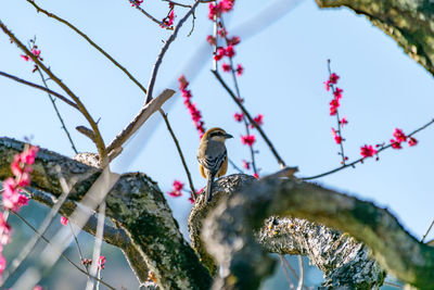 Low angle view of bird perching on tree