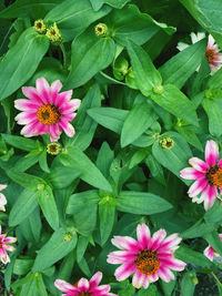 High angle view of pink flowering plants