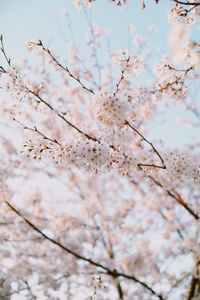 Low angle view of cherry blossoms against sky