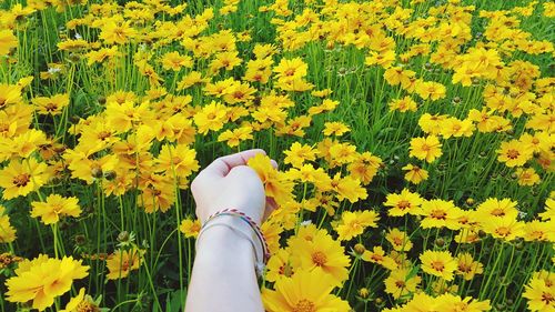 Low section of woman with yellow flowers on field