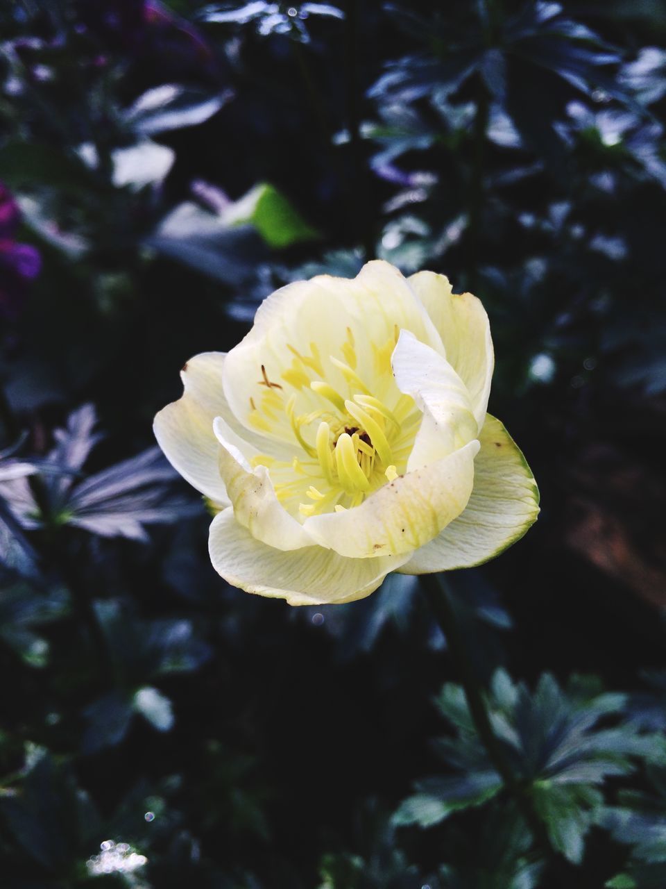 flower, petal, flower head, freshness, fragility, yellow, growth, beauty in nature, close-up, single flower, blooming, focus on foreground, white color, nature, plant, in bloom, pollen, park - man made space, outdoors, day