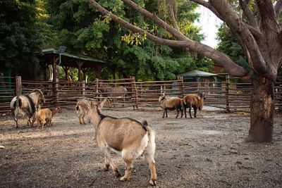 Horses grazing in a field