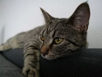 Close-up portrait of cat relaxing at home