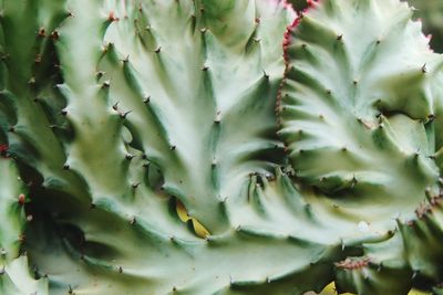 Full frame shot of succulent plant