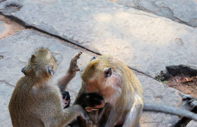 High angle view of monkey